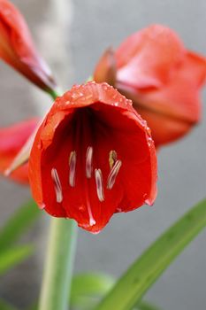 Blooming red amarilis and water drops after rain