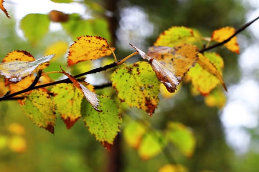 Wet leaves on the branch of the tree after rain