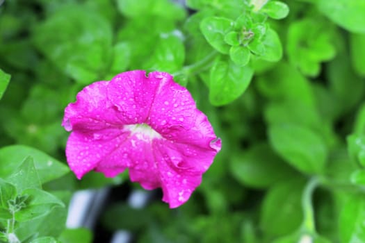 Pink petunia blooming under drops and green leaves