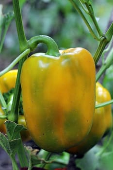 Yellow sweet pepper growing on the bed