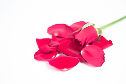Pink rose and petals on white background