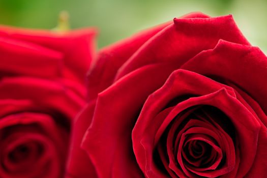 Two beautiful red roses