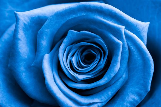 Close up of blue rose in bloom