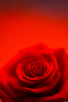 Blurred red rose on red background