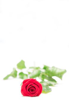 Red rose lying on a surface on white background