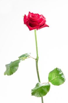 Pink rose with stalk and leaves on white background