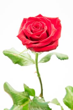 Beautiful pink rose on white background