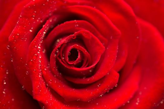 Zoom of red rose in bloom with dew drops 