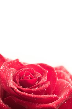 Pink rose with dew drops on white background