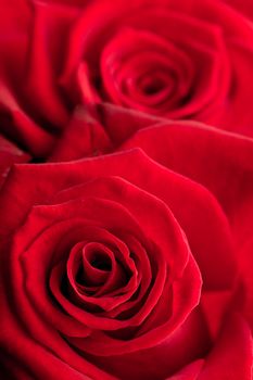 Close up of red roses in bloom