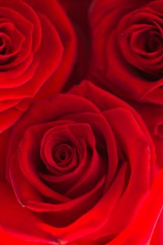 Closeup of three red roses