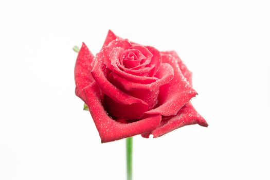 Pink rose with dew drops on white background