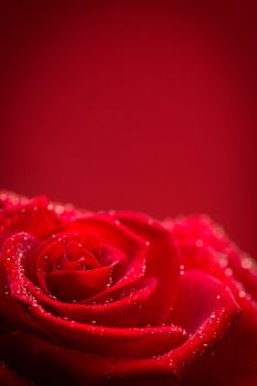 Red rose with rain drops on red background