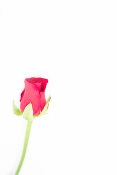 Pink rose on white background