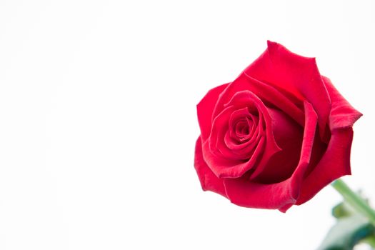 Blooming pink rose on white background