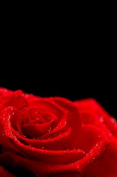 Red rose with dew drops on black background