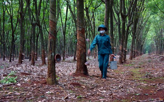 Worker collect rubber latex among rubber plantation, everyone has a area. Binh Phuoc, Viet Nam- May 9, 2013 

