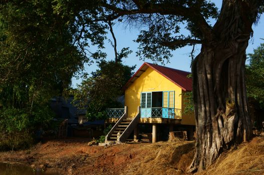 House on stilts in yellow, lay under ancient tree, foot of the tree very large, sunlight iluminate on the wall remarkable yellow wall