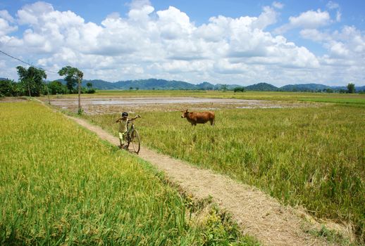 Ricefield going to yellow, ready to harvest, under blue sky with white cloudy, sunny day 