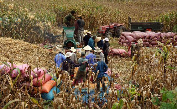 Group of farmer harvest yellow coin on fields in the mountains at evening. Viet Nam- September 03, 2013