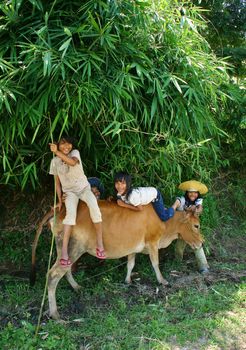 Daklak has many ethinic minority,  children rarely go to school so they help their family to herd oxen. Daklak, Viet Nam- September 03, 2013

