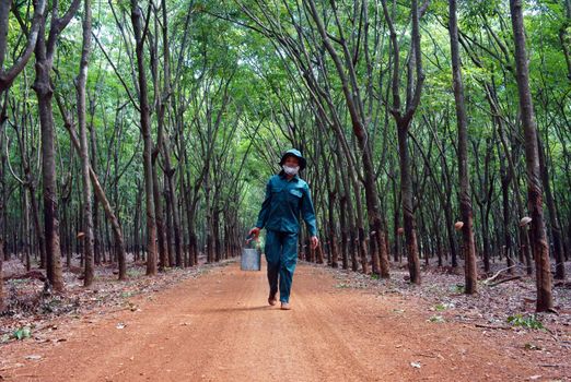 Worker collect rubber latex among rubber plantation, everyone has a area. Binh Phuoc, Viet Nam- May 9, 2013 

