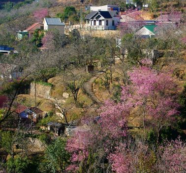 At spring times, a typical flower of Dalat city ( flower 's city) is cherry blossom will blow, a valley filled with pink flower, that's beautiful, romantic scenery.