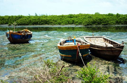 When the the tide ebbed away, it leaving seaweed, marshy surface,  fishing boat anchoraged on that surface between arenga forest.