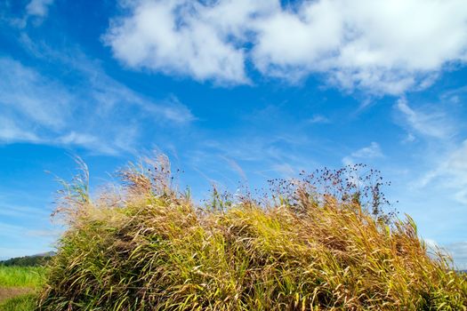 nice landscape with yellow field under blue sky in spring time