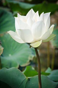 The Pure White Lotus Blooming in Basin.