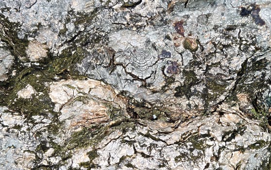 The Rough Bark of Tree Texture Surface.