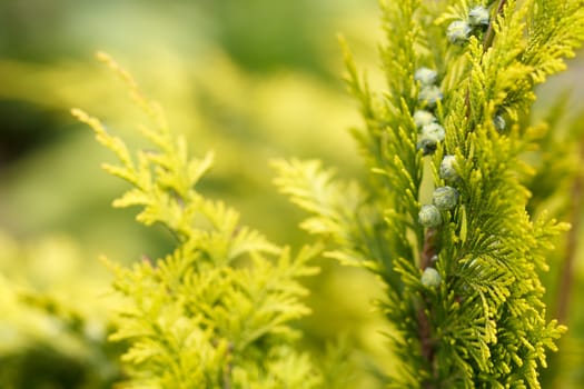 conifer in garden with shallow focus for background