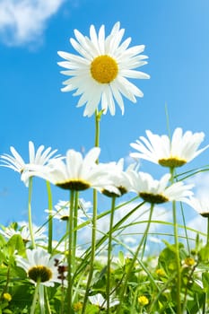 daisy flower against blue sky with shallow focus