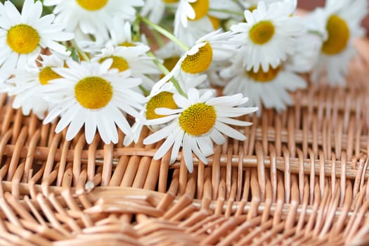 detail of daisy flower with shallow focus on the wicker basket