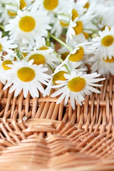 detail of daisy flower with shallow focus on the wicker basket