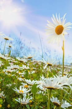 daisy flower against blue sky with shallow focus