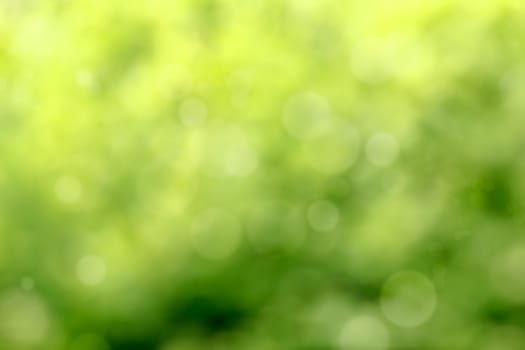 Beautiful abstract green Bokeh in sunny day