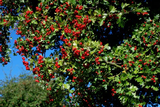 Hawthorn tree laden with bright red berries in the sun