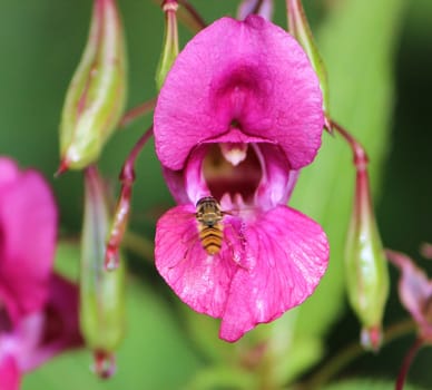 Close-up image of a Hoverfly visiting Himalayan Balsam  (Impatiens glandulifera).