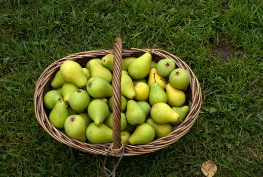 Outdoors shot of wattled basket with ripe pears.