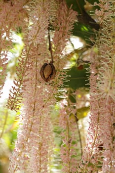  Macadamia flower racemes and macadamia nut in husk. The flower cluster is a raceme with 200 or more flowers, that have no petals, but four petaloid sepals. Flowers are pink on M. tetraphylla. Nut development in macadamia from full flowering (anthesis) to kernel maturity takes about 30 weeks