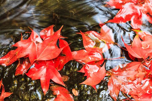 Red maple leaf during fall at Phukradung National Park, Loei, Thailand.