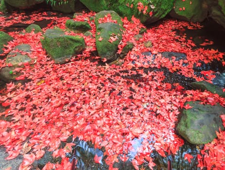 Red maple leaf during fall at Phukradung National Park, Loei, Thailand.