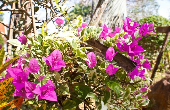 purple Bougainvillea very beautiful flower in Thailand