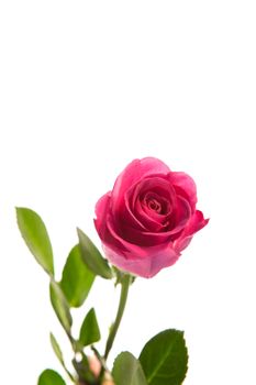 Pink rose in bloom with stalk on white background