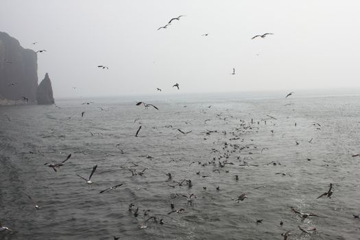 Island with flying seagull, shot in Shandong province , China.