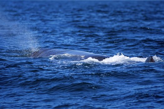 The back of a Sperm Whale in Norwegian waters