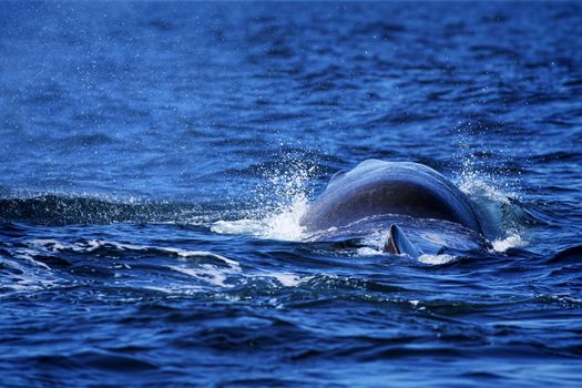 The back of a Sperm Whale in Norwegian waters