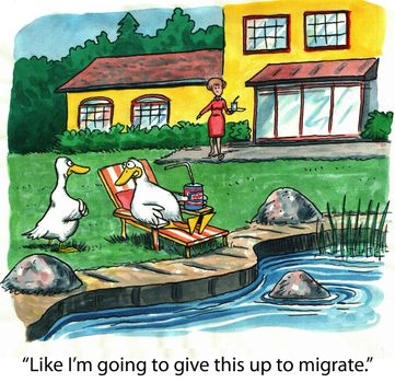 "Like I'm going to give this up to migrate."