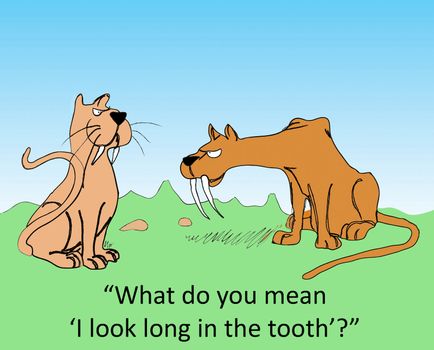 "What do you mean 'I look long in the tooth'?"